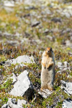 Ground squirrel looking at you 