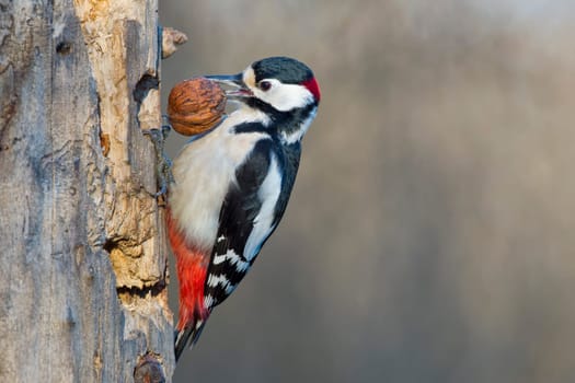 Red woodpecker while eating a nut