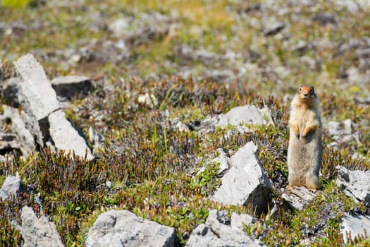 Ground squirrel looking at you 