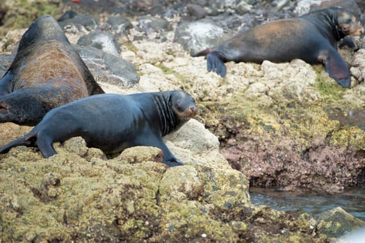 sea lion seals while relaxing on rocks