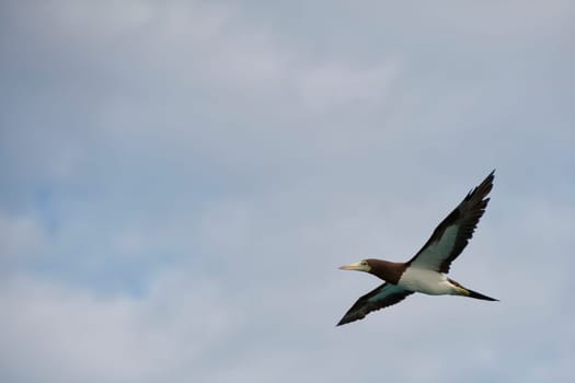 Gannet Bird while flying on the light blue sky background
