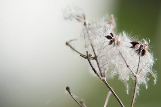 dandelion macro detail on winter time