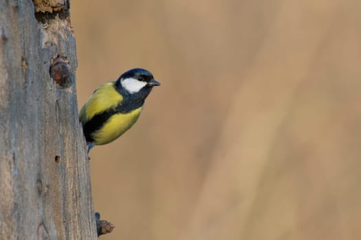 great blue tit bird portrait while looking at you