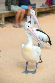 Pelican close up portrait on the beach in Australia