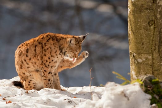 A Lynx in the snow background while looking at you