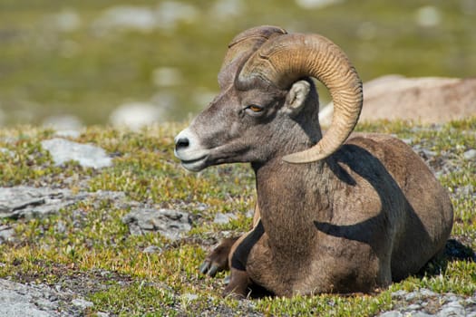 Big Horn Sheep Ovis canadensis portrait on the mountain background