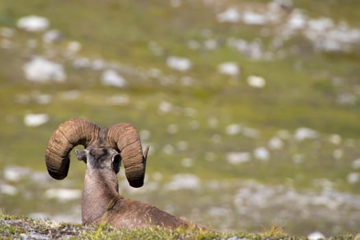 Big Horn Ovis canadensis portrait