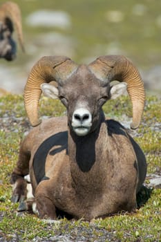 Big Horn Ovis canadensis portrait