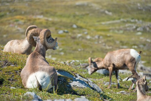 Big Horn Sheep Ovis canadensis portrait on the mountain background