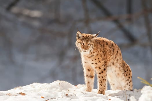 A Lynx in the snow background while looking at you