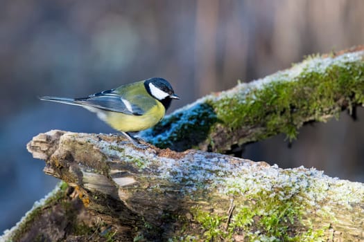 great blue tit bird portrait while looking at you