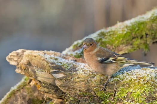 Dunnock hedge sparrow bird portrait