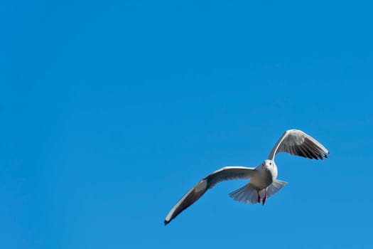 Seagull flying to you in the blue sky  background