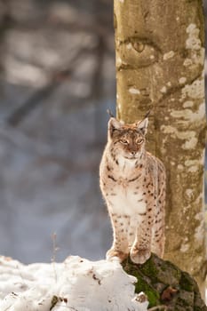 A Lynx in the snow background while looking at you