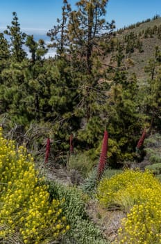 Red Flower of tajinaste rojo among Canary Island pine trees and yellow flowers. Endemics to the Canary islands. Mountain background. Echium wildpretii, tower of jewels, red bugloss, Tenerife bugloss