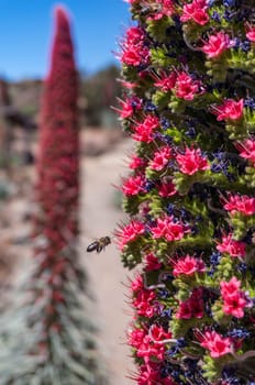 Closeup of tajinaste rojo or red bugloss. Exotic tower flower with many blue or purple and red flowers. Endemic to Canary islands echium wildpretii, tower of jewels, Tenerife or Mount Teide bugloss