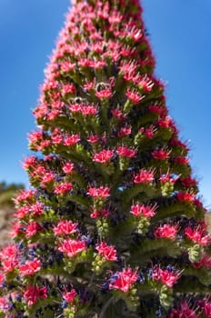 Closeup of tajinaste rojo or red bugloss. Exotic tower flower with many blue or purple and red flowers. Endemic to Canary islands echium wildpretii, tower of jewels, Tenerife or Mount Teide bugloss
