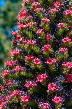 Closeup of tajinaste rojo or red bugloss. Exotic tower flower with many blue or purple and red flowers. Endemic to Canary islands echium wildpretii, tower of jewels, Tenerife or Mount Teide bugloss