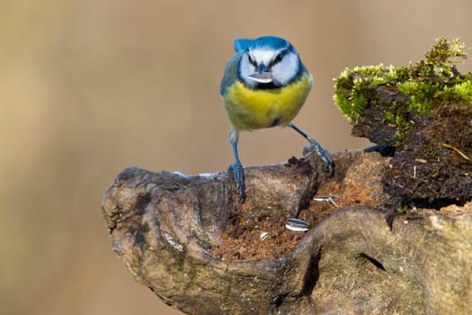 great tit portrait while looking at you