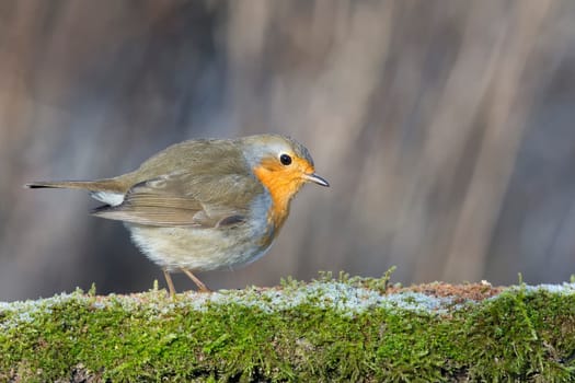 robin bird red breast portrait