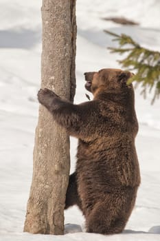 A black bear brown grizzly portrait in the snow while climbing on a tree