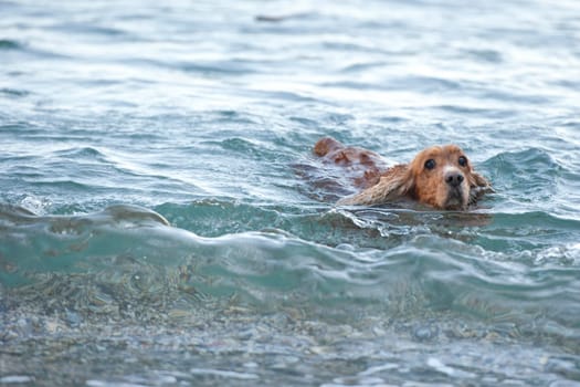 English cocker spaniel while swimming to you