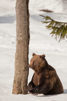 A black bear brown grizzly portrait in the snow while looking at you