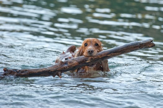 English cocker spaniel while playing on the beach with a wood