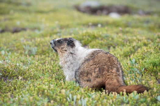 Canadian brown and white Marmot Portrait