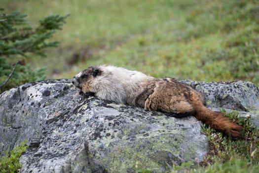 Canadian brown and white Marmot Portrait