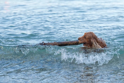 English cocker spaniel while playing on the beach with a wood