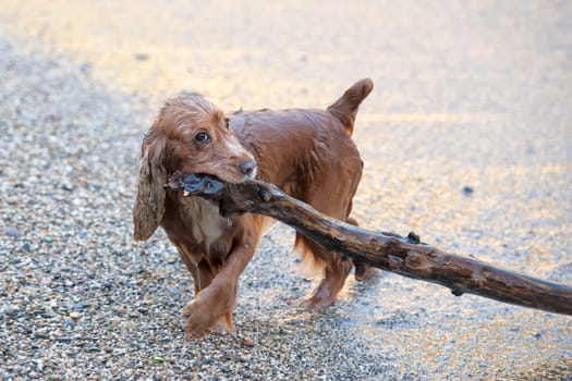 English cocker spaniel while playing on the beach with a wood