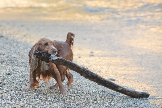 English cocker spaniel while playing on the beach with a wood