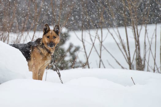 dog under the snow in winter time