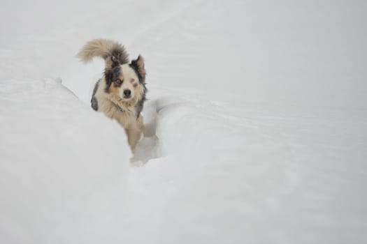 blue eyed dog looking at you on the snow in winter time