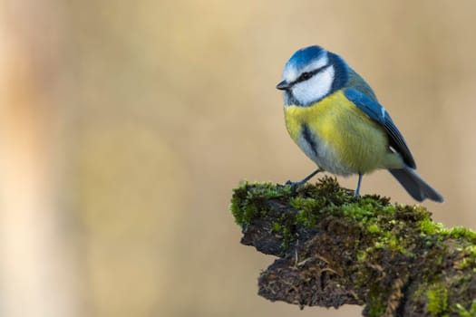 great tit portrait while looking at you