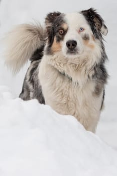 blue eyed dog looking at you on the snow in winter time