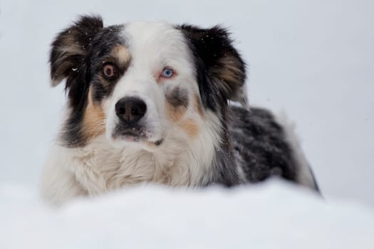 blue eyed dog looking at you on the snow in winter time