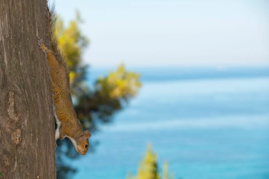 A squirrel looking at you while holding on a tree on the blue sea background
