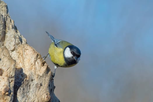 great blue tit bird portrait while looking at you