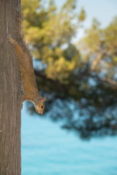 A squirrel looking at you while holding on a tree on the blue sea background