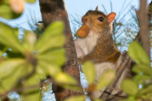 A grey squirrel looking at you while holding a nut