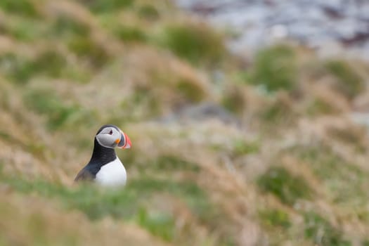 Puffin Portrait in iceland on grey and green background