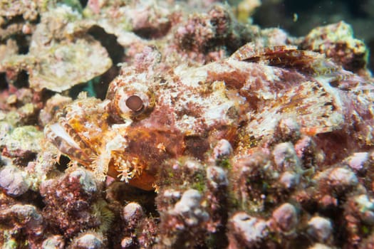 Dangerous Stone Fish close up underwater portrait