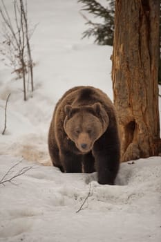 A black bear brown grizzly portrait in the snow while looking at you