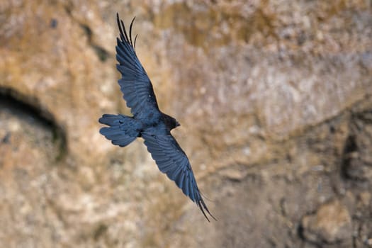 black crow while flying