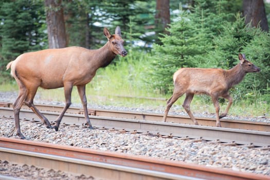 elk deer while crossing railway in Canada