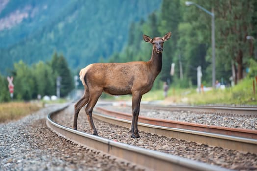 elk deer while crossing railway in Canada