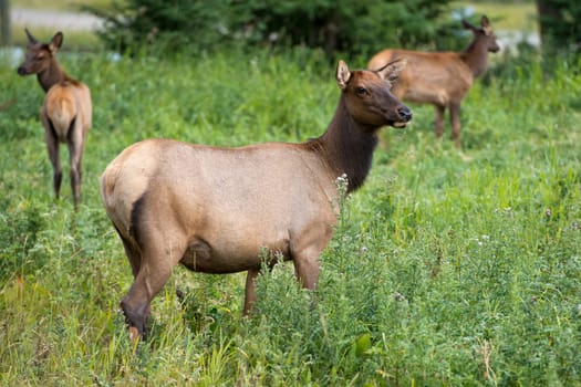 elk deer while looking at you