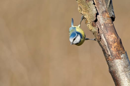 great tit portrait while looking at you